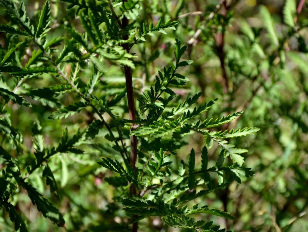 Tanacetum vulgare / Tanaceto